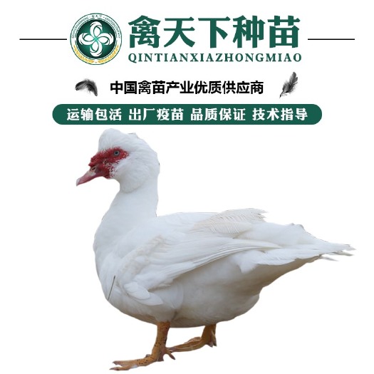 南宁优质白番鸭苗 包打疫苗 运输包损耗 提供技术指导