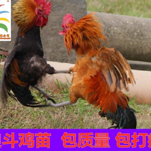 遵义 改良斗鸡苗 打架很厉害