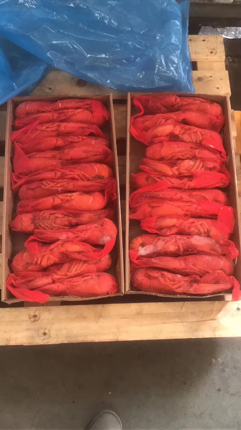 沈阳波士顿龙虾  0.6-0.8斤/只 人工饲养