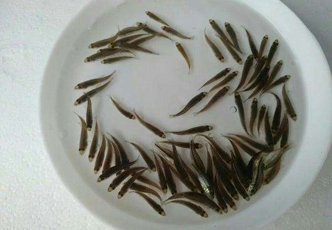 湖州 青鱼苗，四大家鱼苗，优质活体鱼苗。成品供应垂钓场，大青鱼