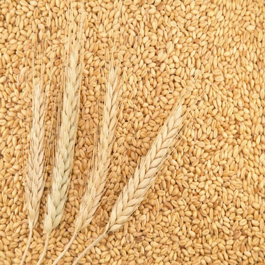 渭南 农家自产小麦粒 磨面小麦面粉用小麦粒