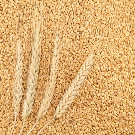 农家自产小麦粒 磨面小麦面粉用小麦粒