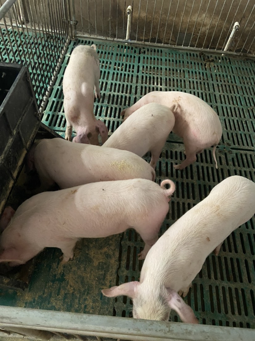 太湖二代母猪特征图片