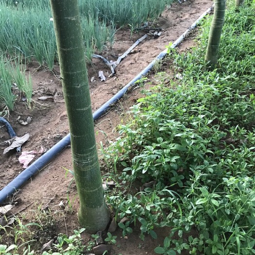 遂溪县独杆发财树 求打包