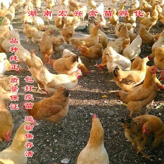 衡阳厂家直销湘黄土鸡苗血毛土鸡苗青脚土鸡苗三黄鸡苗