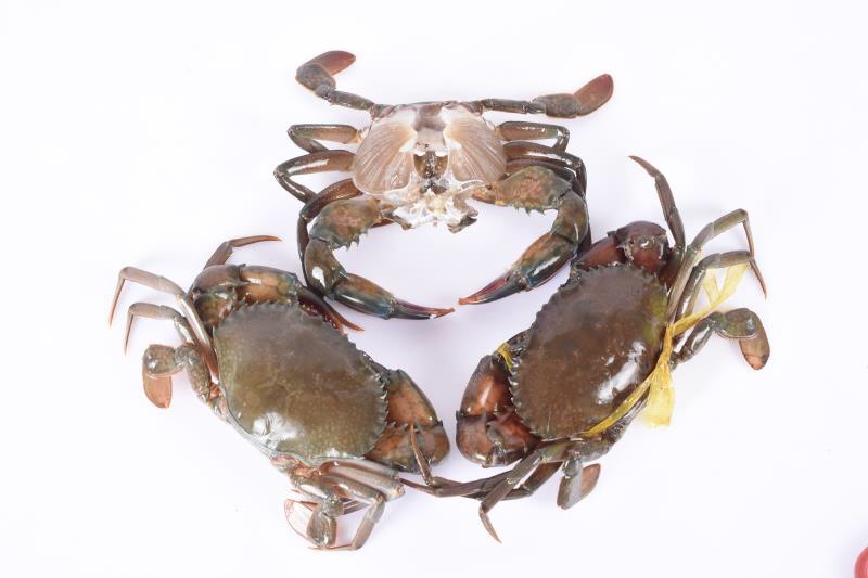 缅甸黑蟹 2.0两以下 统货