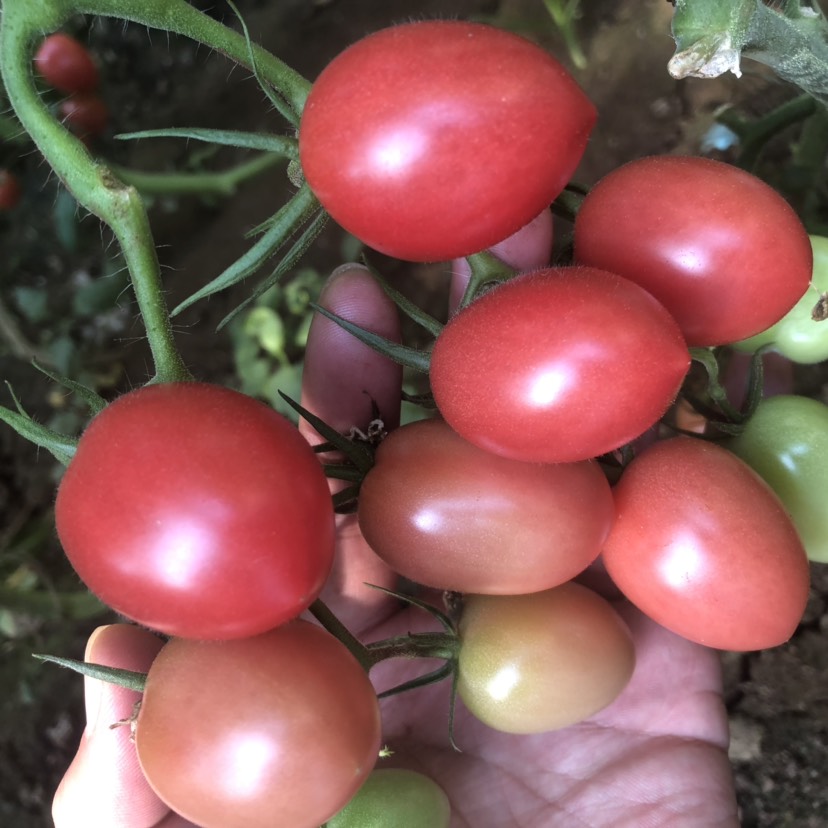 櫻桃番茄種子  西紅柿種子黃紅花生果409圣女果種子貝貝千禧釜山88夏日陽(yáng)光