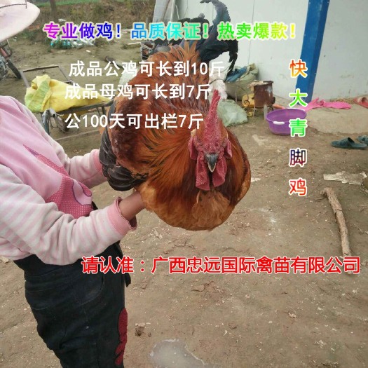 南宁 （快大肉型青脚鸡苗）铁脚麻鸡「有实体店面」诚信经营，热情服务