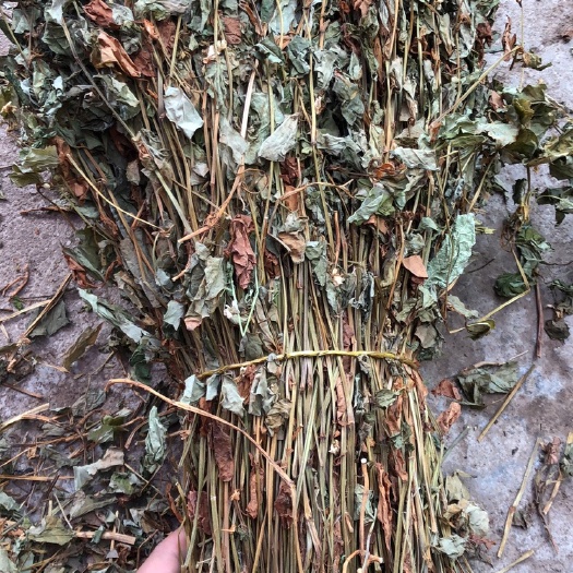 玉林 鱼腥草 折耳根