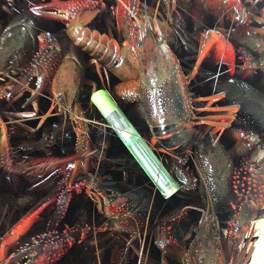 潜江市潜江小龙虾 规格硬
