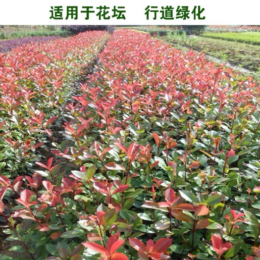 来安县普通红叶石楠