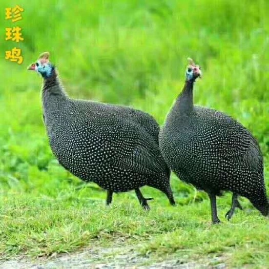广州 珍珠鸡苗
