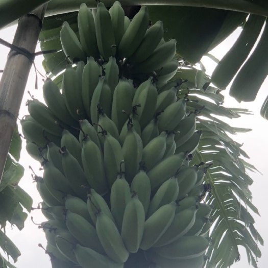 湛江硇洲岛粉蕉 八成熟度 基地现砍一手货源