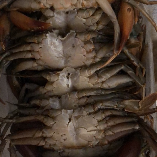 昆明缅甸黑蟹 2.0两以下 统货