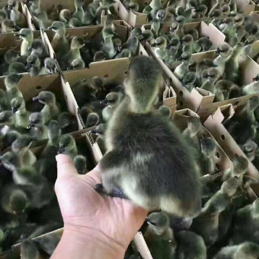 广州 麻鹅苗