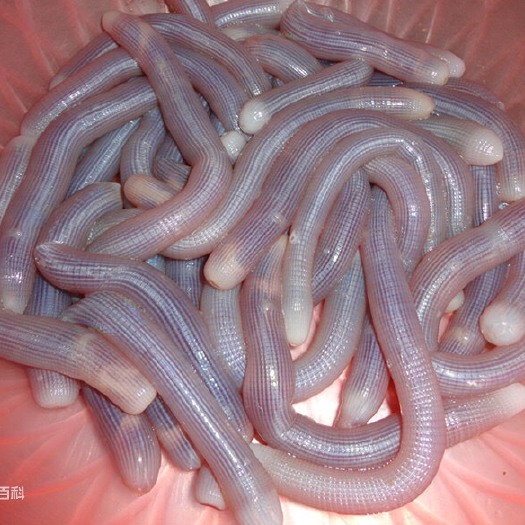 深圳 沙虫