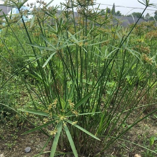 成都 旱伞草