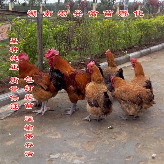 衡阳 热销快大青脚麻鸡苗肉鸡苗快大黄鸡苗75天5.5斤