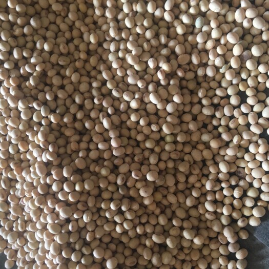 嘉祥县黄大豆 生大豆 1等品