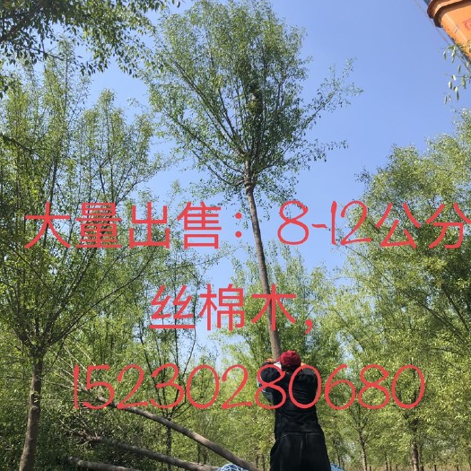 安国市 丝棉木 8-12公分