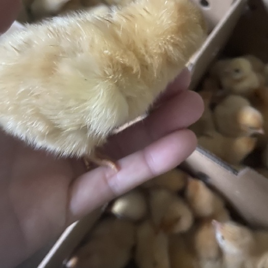 广州三黄鸡苗  土二鸡苗，