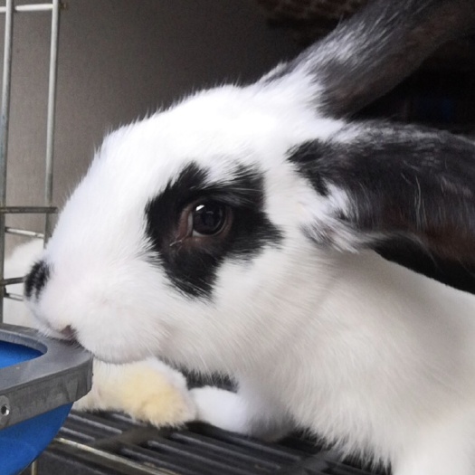 新西兰肉兔、种兔
