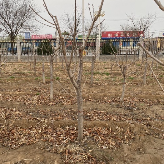 汾阳市大紫樱桃苗 大樱桃树