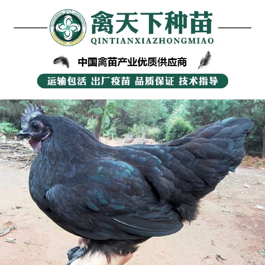 南宁优质五黑一绿/绿壳蛋鸡苗 包打疫苗 运输包损耗 技术指导