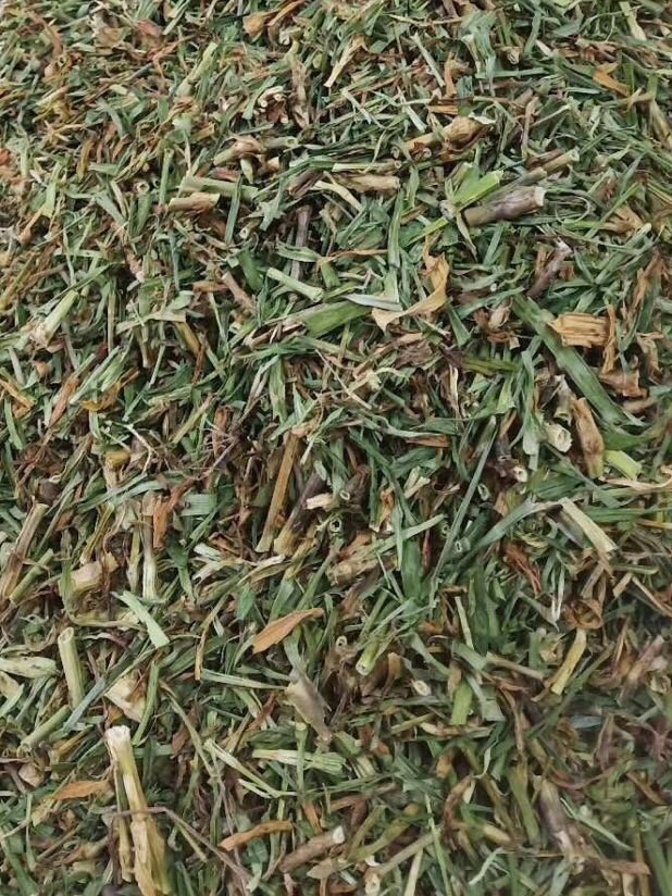 玉林长期供应｛瞿麦｝可批量可零售量大从优【包邮】