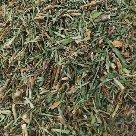 长期供应｛瞿麦｝可批量可零售量大从优【包邮】