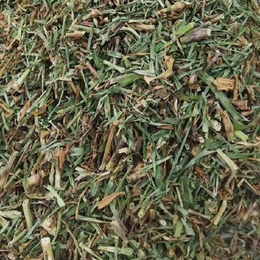 玉林长期供应｛瞿麦｝可批量可零售量大从优【包邮】