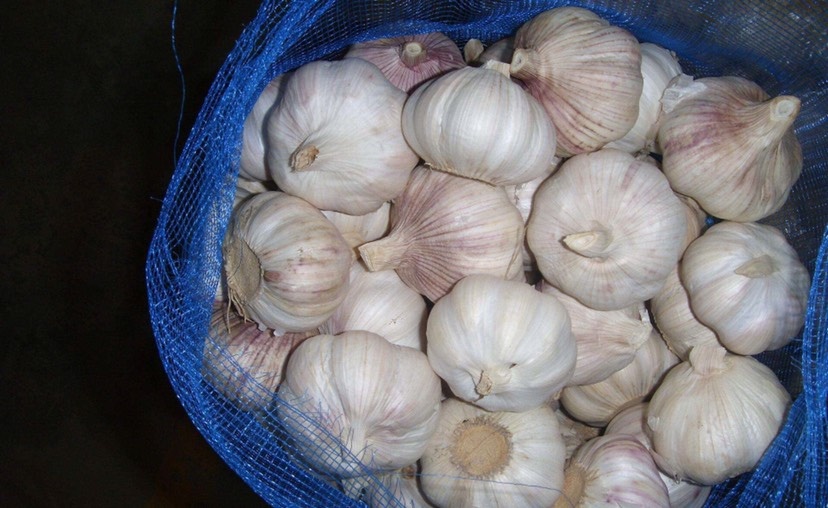 青岛郯城大蒜 农村自种的杂交蒜