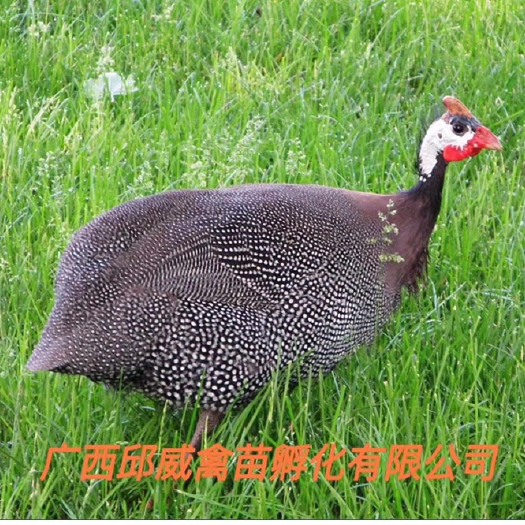 南宁 珍珠鸡苗鸟类珍禽包打疫苗包运输路损