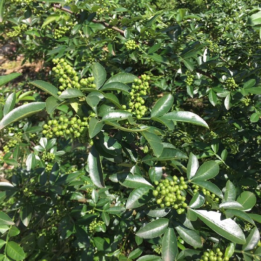 湄潭县 青花椒