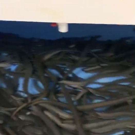 珠海 脆肉鳝，爽鳝，海鳝，风鳝，量大从优！