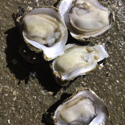 湛江阳江生蚝 湛江生蚝【新鲜鲜活，产地现捞现发货，规格全】精品 烧烤