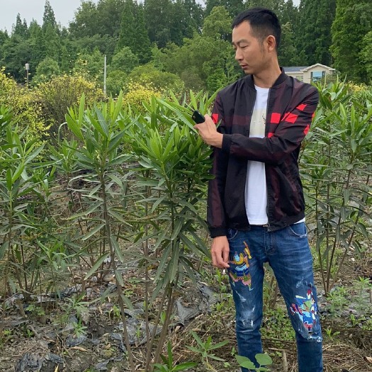 成都 夹竹桃