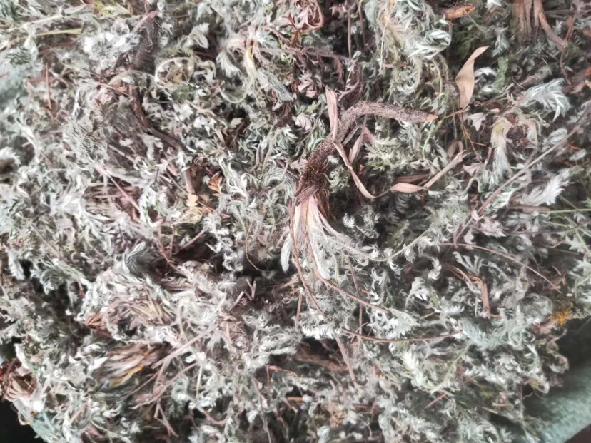 长期供应｛白头翁｝可批量可零售量大从优【包邮】