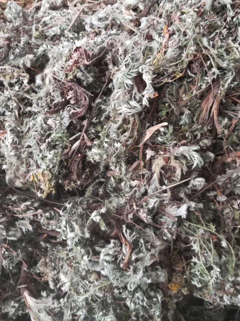 长期供应｛白头翁｝可批量可零售量大从优【包邮】