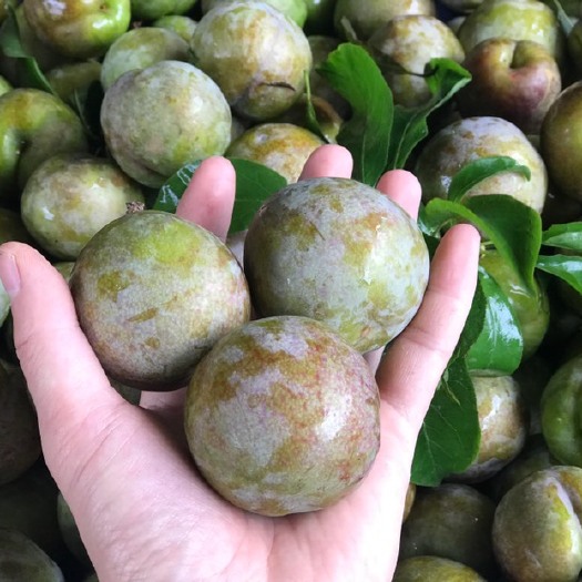 翁源县翁源三华李，50亩种植规模，产地直供