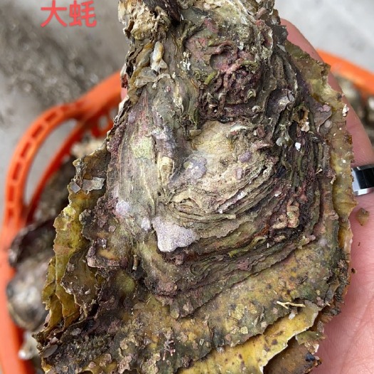 诏安县福建生蚝 各种包装，各种规格，量多货好