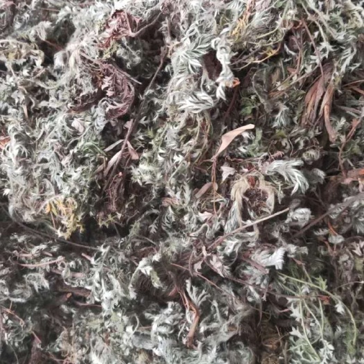 大货供应｛白头翁｝可批量可零售量大从优【包邮】