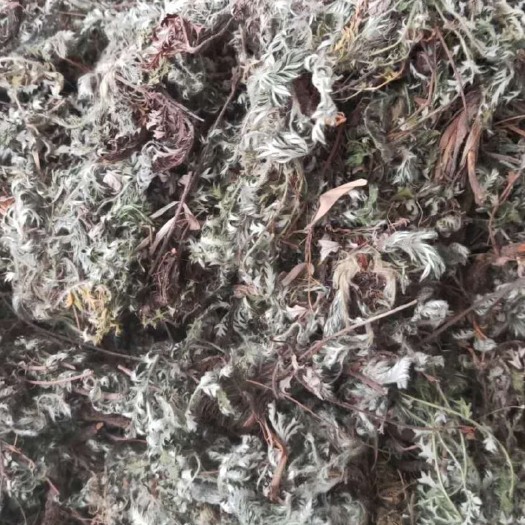 玉林大货供应｛白头翁｝可批量可零售量大从优【包邮】