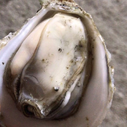 湛江阳江生蚝 湛江蚝  大蚝 中蚝  小蚝 产地直发  鲜活烧烤蚝