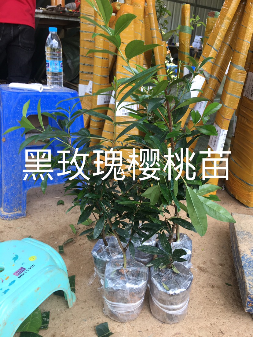  黑玫瑰樱桃苗