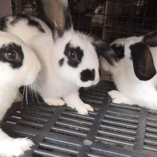 金堂县肉兔、懒兔、兔种，白毛兔