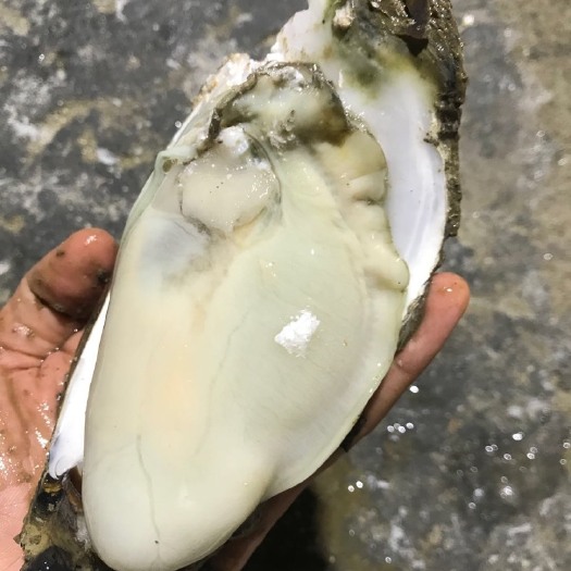 湛江 湛江生蚝鲜活带壳新鲜牡蛎95斤特大一箱官渡水产烤蚝清蒸即