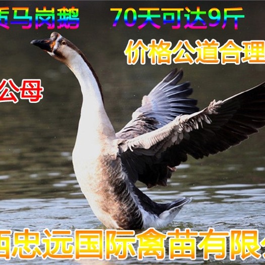 南宁 马岗鹅苗  优选品质  基地直供