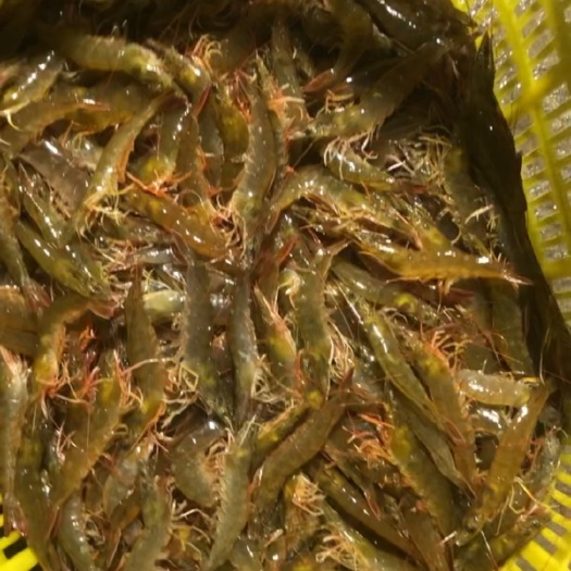 湛江中国对虾 湛江南三虾