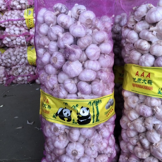 金乡县 金乡大蒜！2019年老蒜！